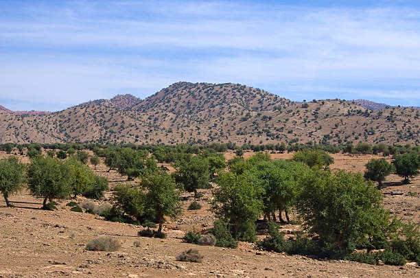 Argan Forest Conservation